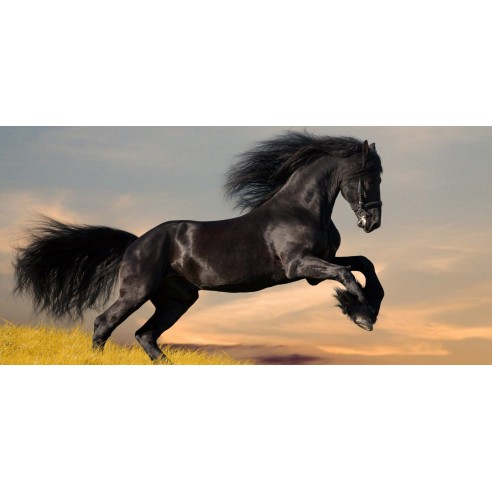 Colección Biothane Beta 1,6 cm.