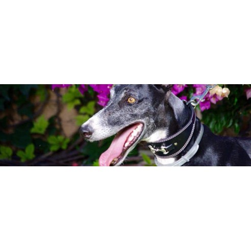 Colección Biothane Gold 2,5 cm Hebilla Alemana